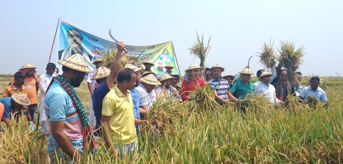 রমজান মিয়ার এক একর পাকা দান কেটে দেন কৃষক লীগের নেতাকর্মীরা।