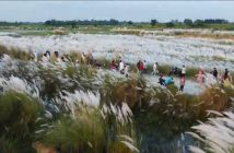 কাঁশফুল
