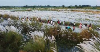 কাঁশফুল
